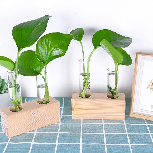 Ivolador Plant Propagation Station 4 Test Tube Plants Terrariums in Wooden Stand - Picture 9 of 9